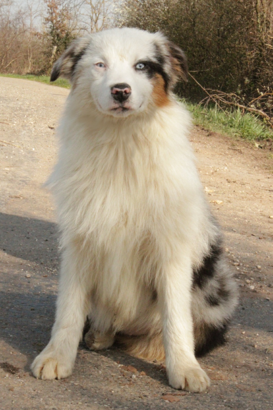 Du Domaine Du Clos Australien - Chiots disponibles - Berger Australien