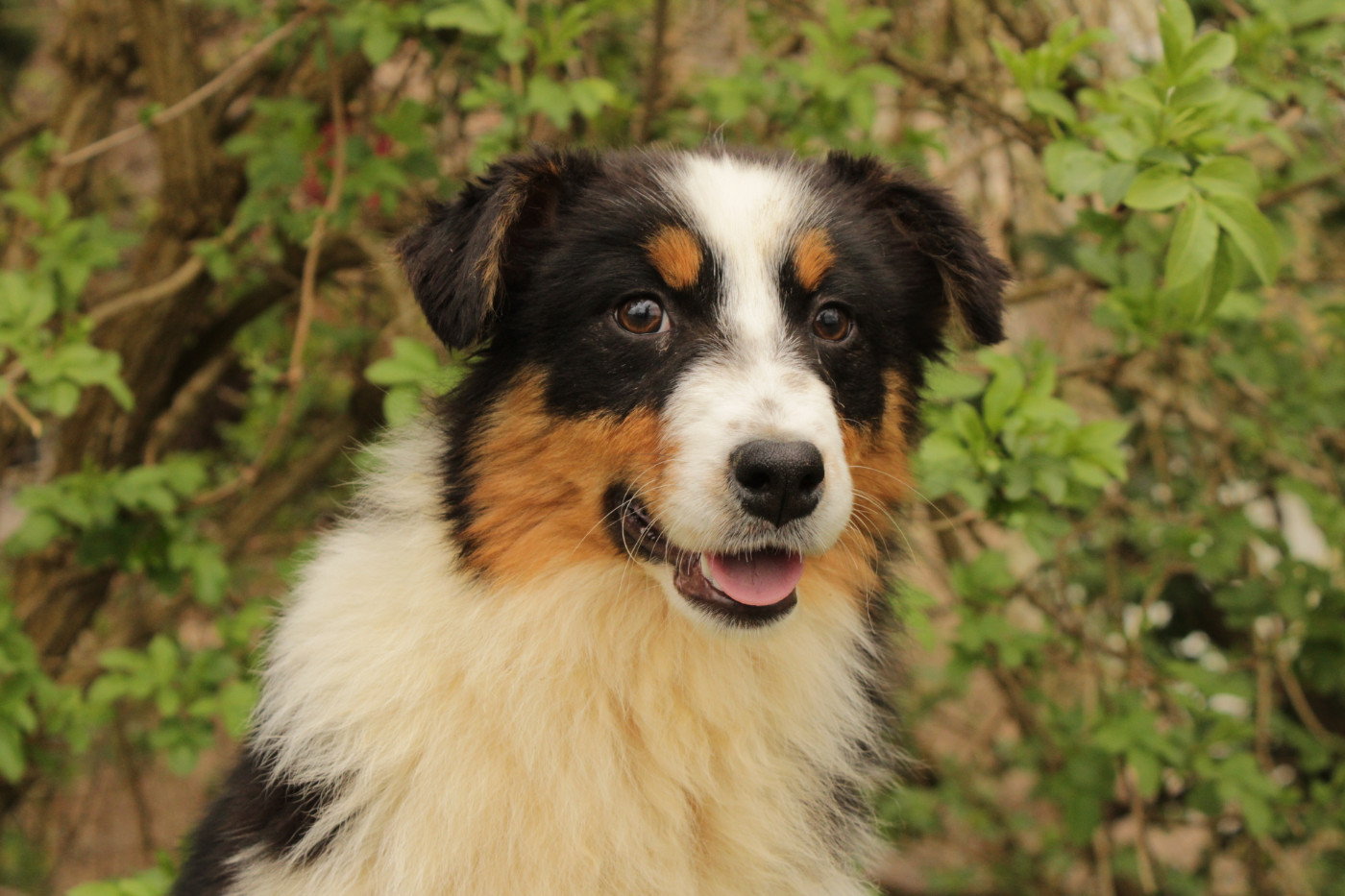 Du Domaine Du Clos Australien - Chiots disponibles - Berger Australien