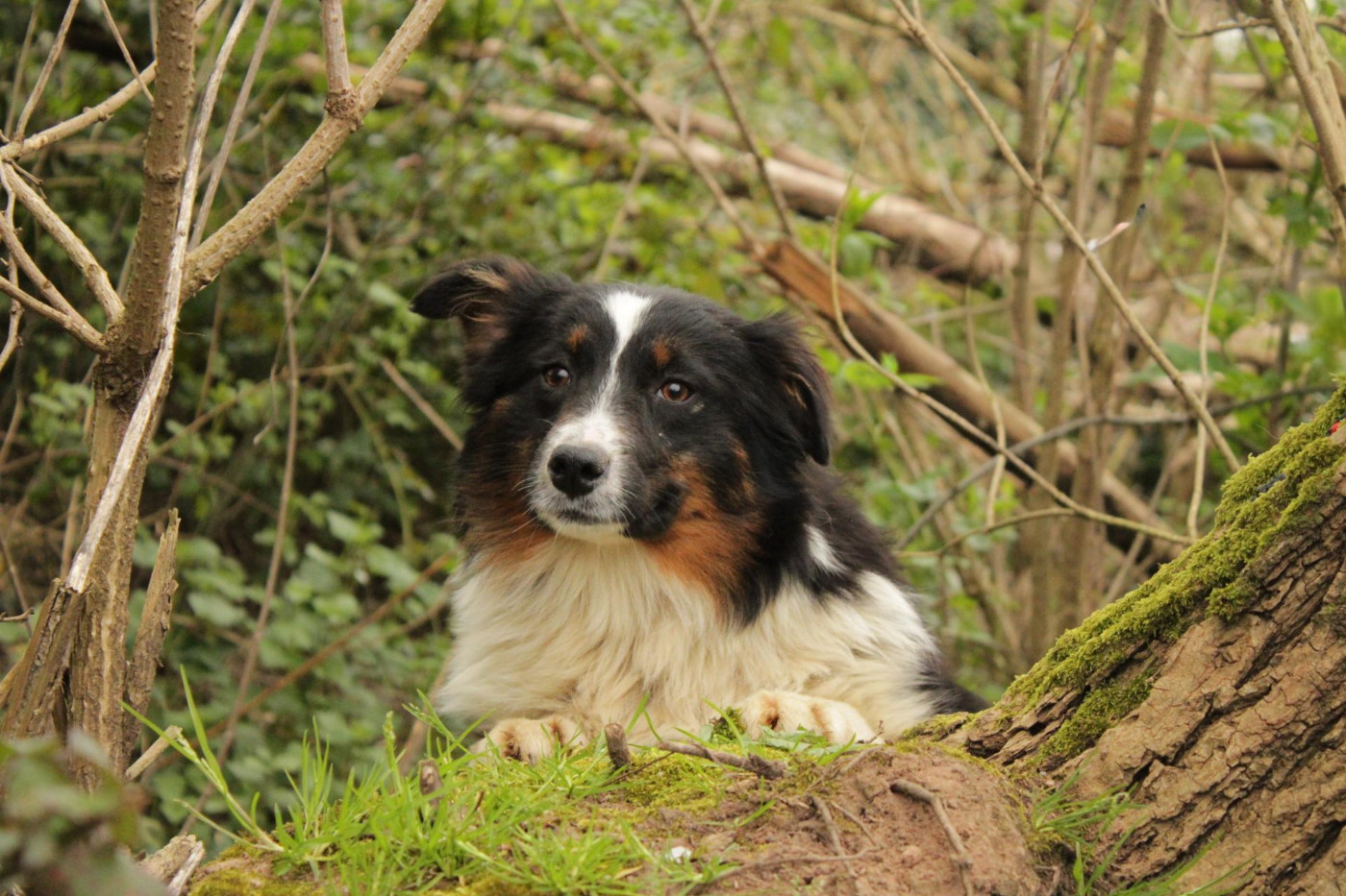 Du Domaine Du Clos Australien - Chiots disponibles - Berger Australien