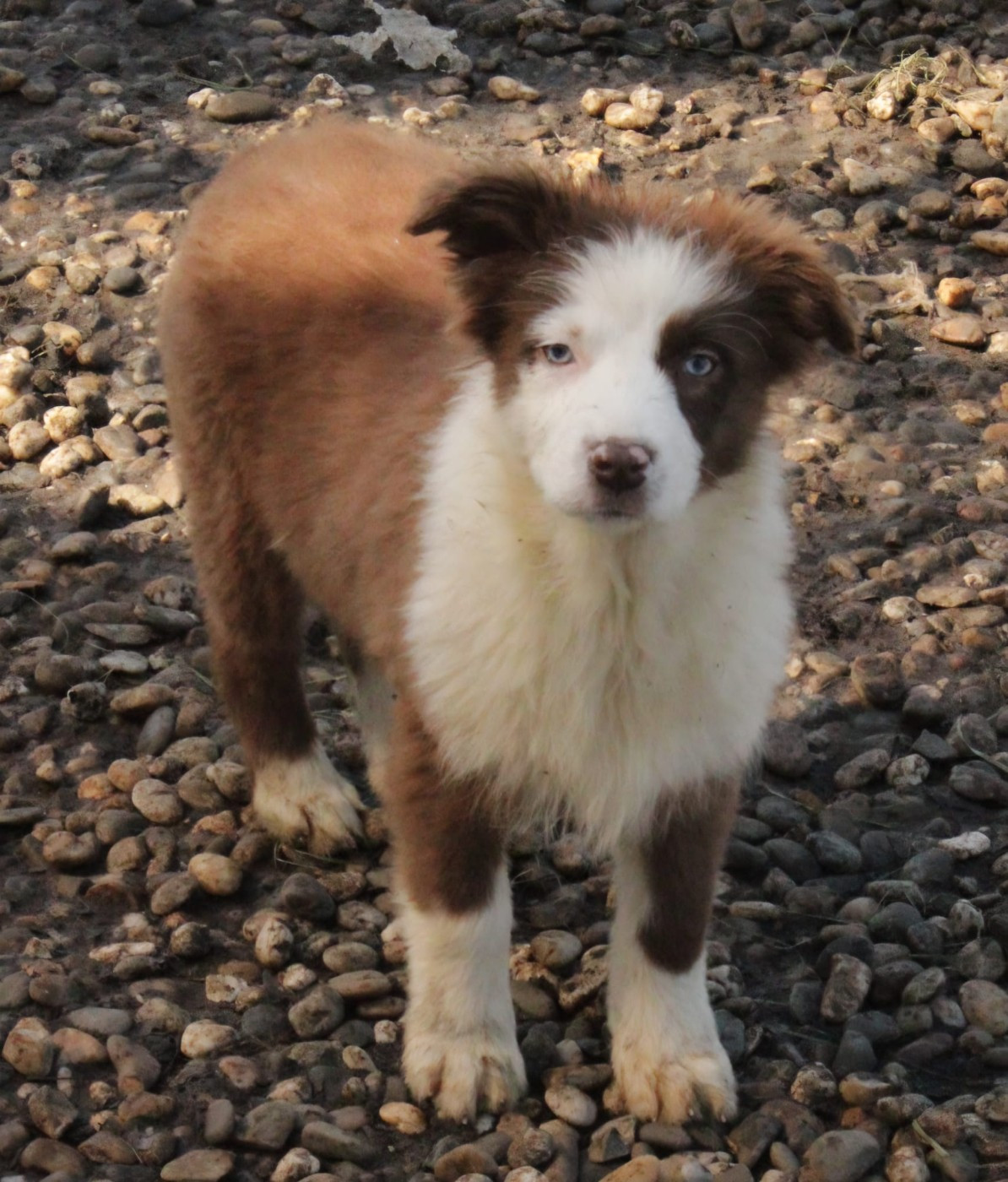 Du Domaine Du Clos Australien - Chiots disponibles - Berger Australien