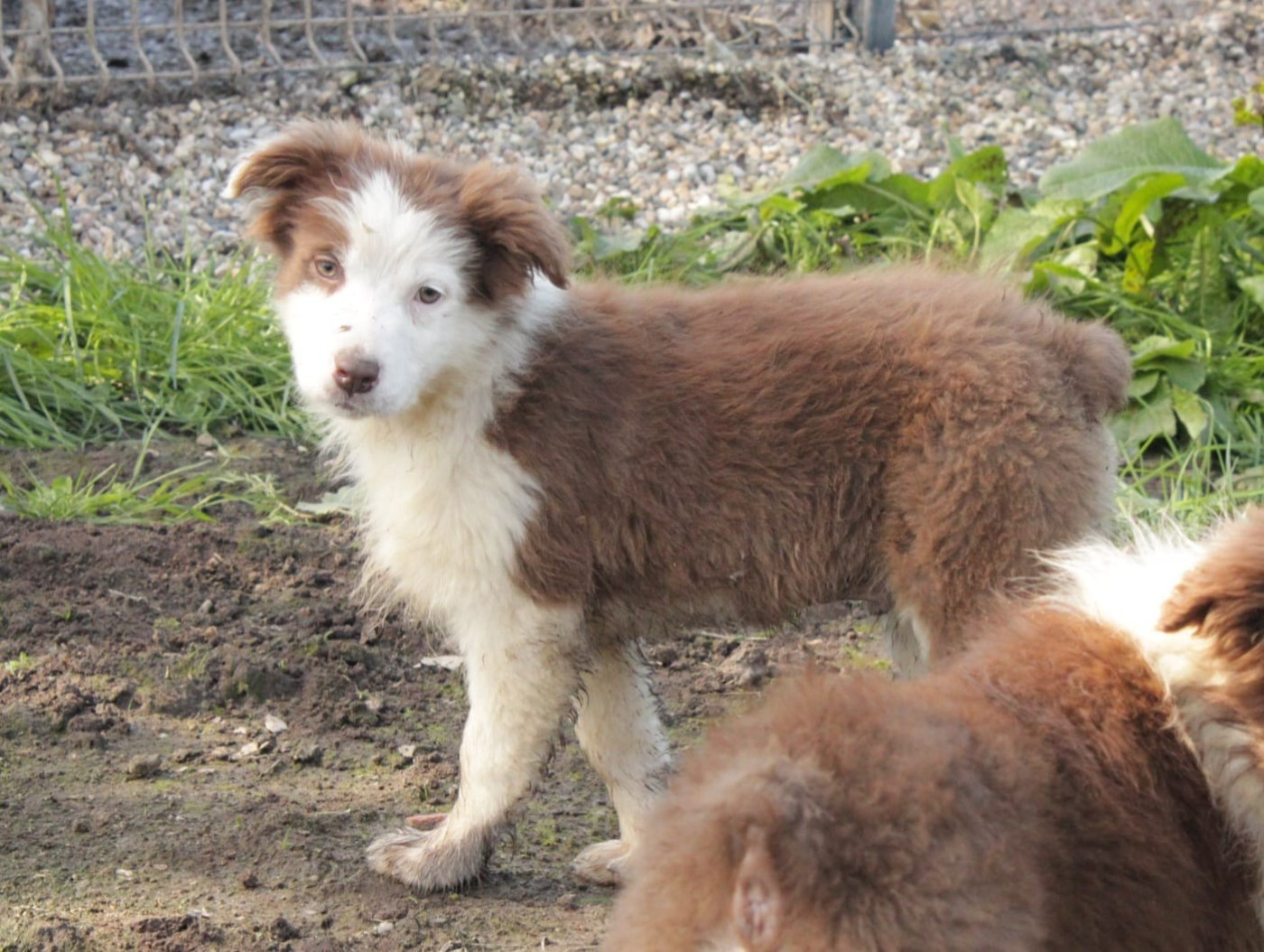 Du Domaine Du Clos Australien - Chiots disponibles - Berger Australien