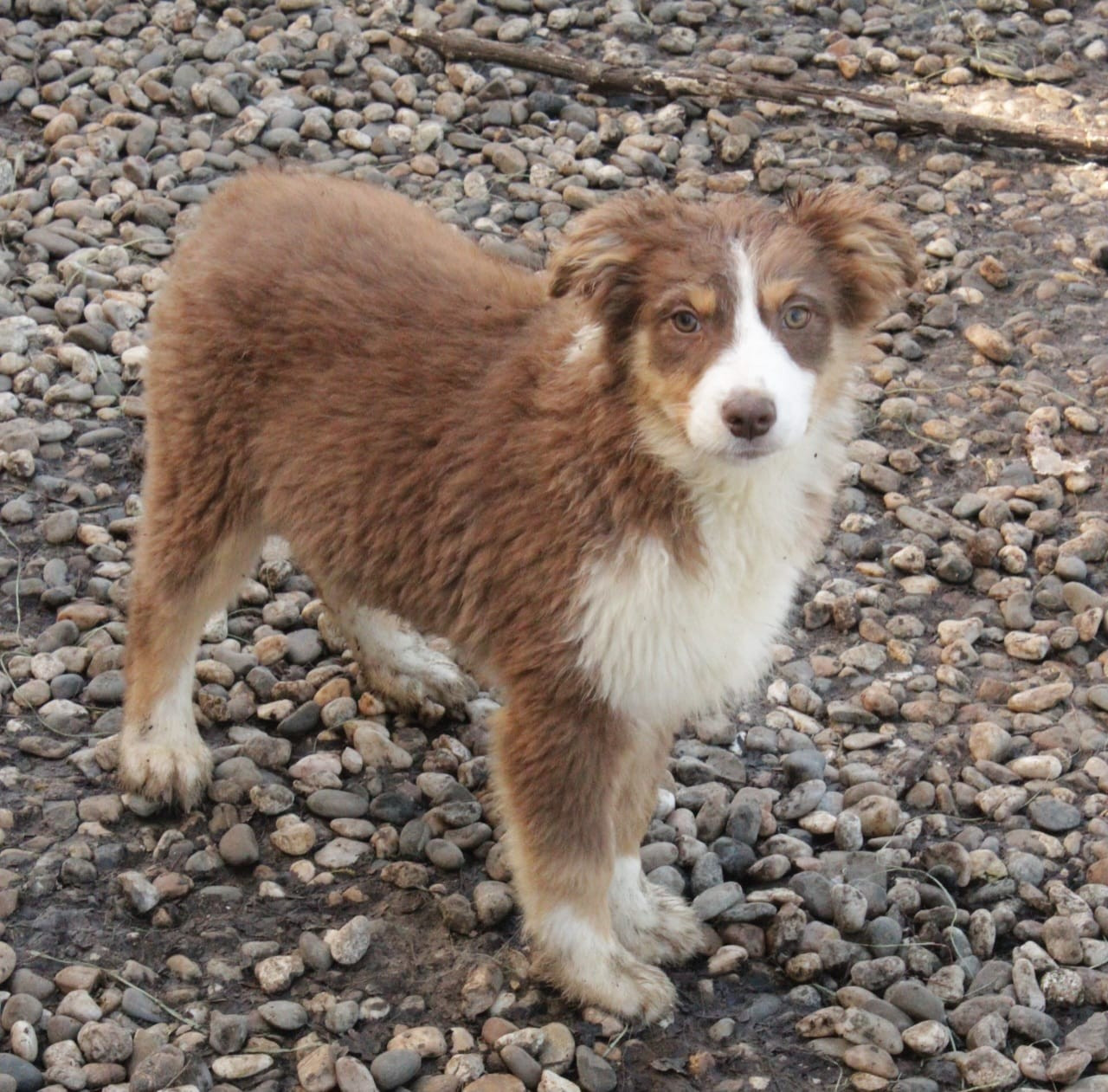 Du Domaine Du Clos Australien - Chiots disponibles - Berger Australien