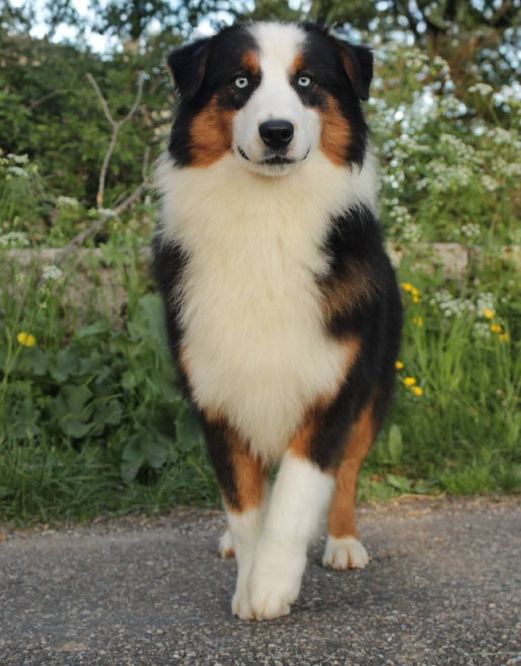 Du Domaine Du Clos Australien - Chiots disponibles - Berger Australien