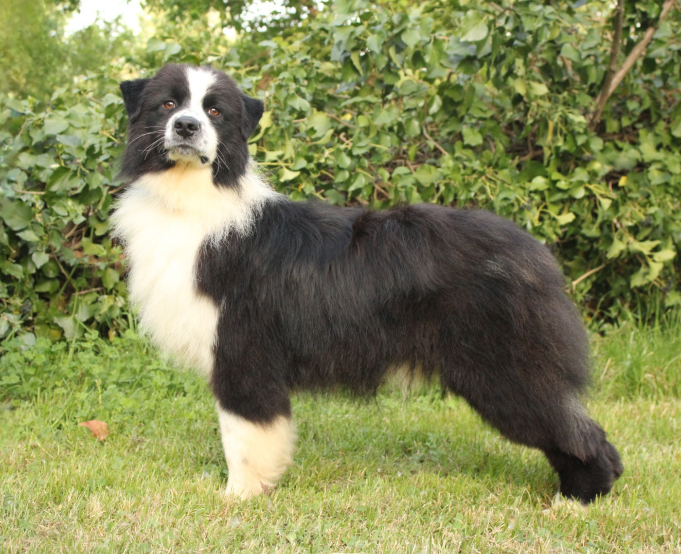 Du Domaine Du Clos Australien - Chiots disponibles - Berger Australien