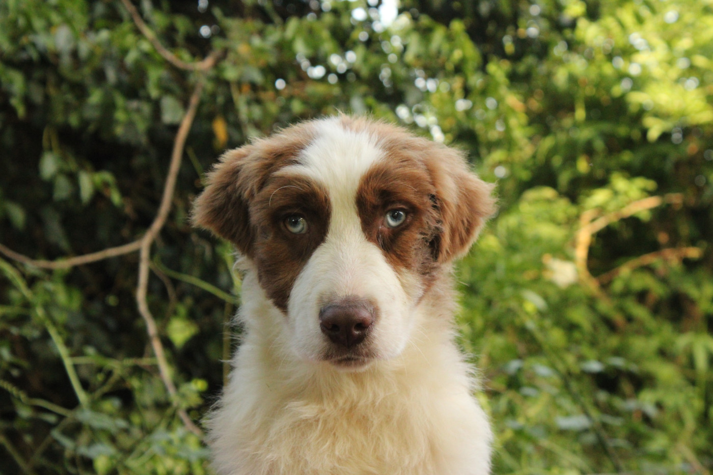 Du Domaine Du Clos Australien - Chiots disponibles - Berger Australien