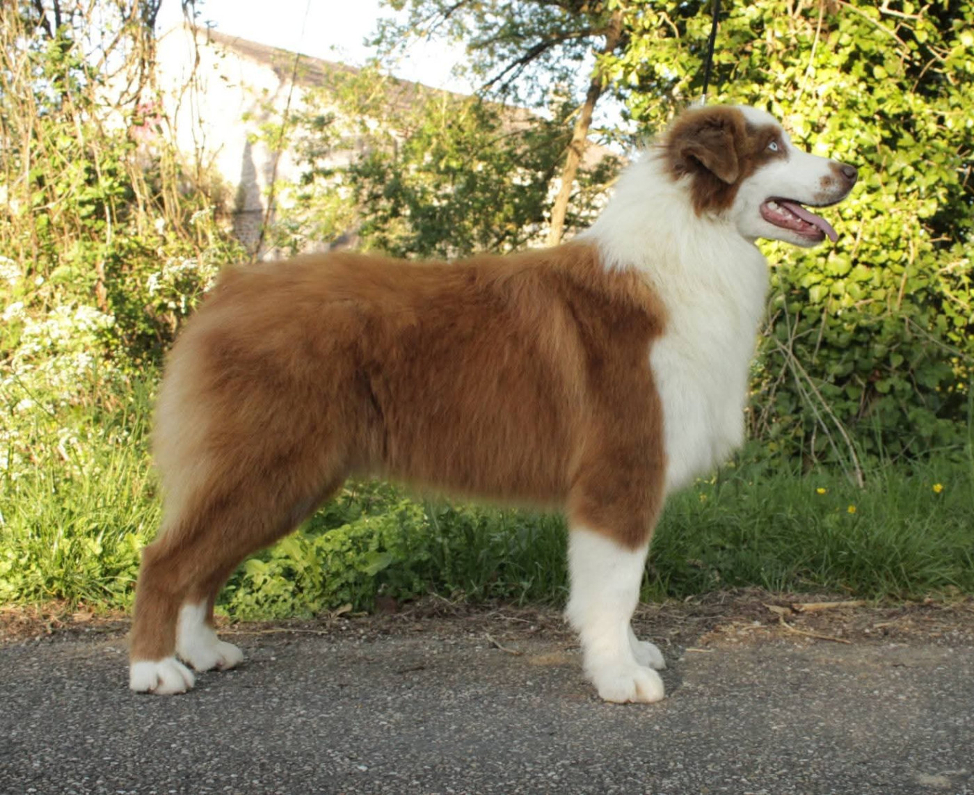 Du Domaine Du Clos Australien - Chiots disponibles - Berger Australien