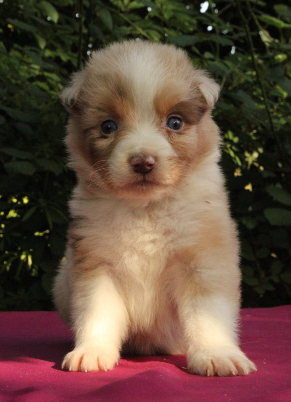 Du Domaine Du Clos Australien - Chiots disponibles - Berger Australien