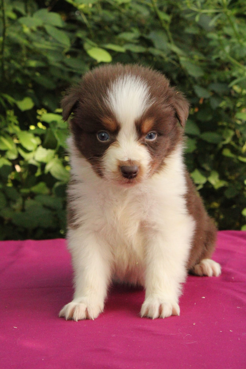 Du Domaine Du Clos Australien - Chiots disponibles - Berger Australien