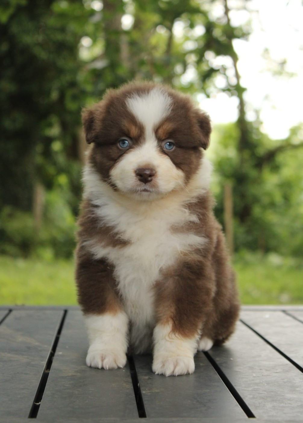 Du Domaine Du Clos Australien - Chiots disponibles - Berger Australien