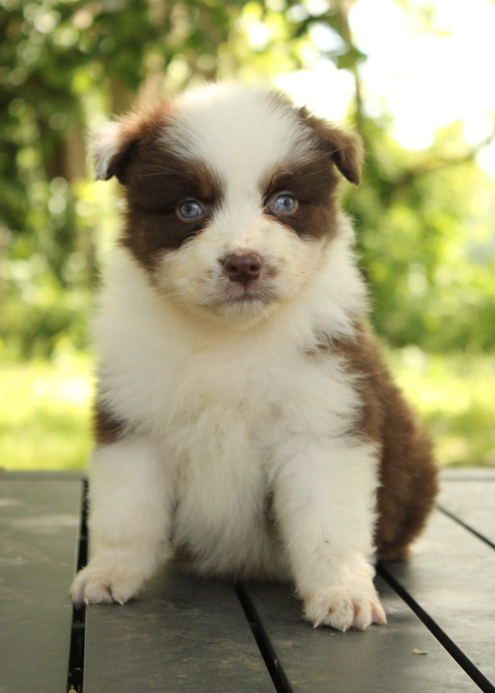 Du Domaine Du Clos Australien - Chiots disponibles - Berger Australien