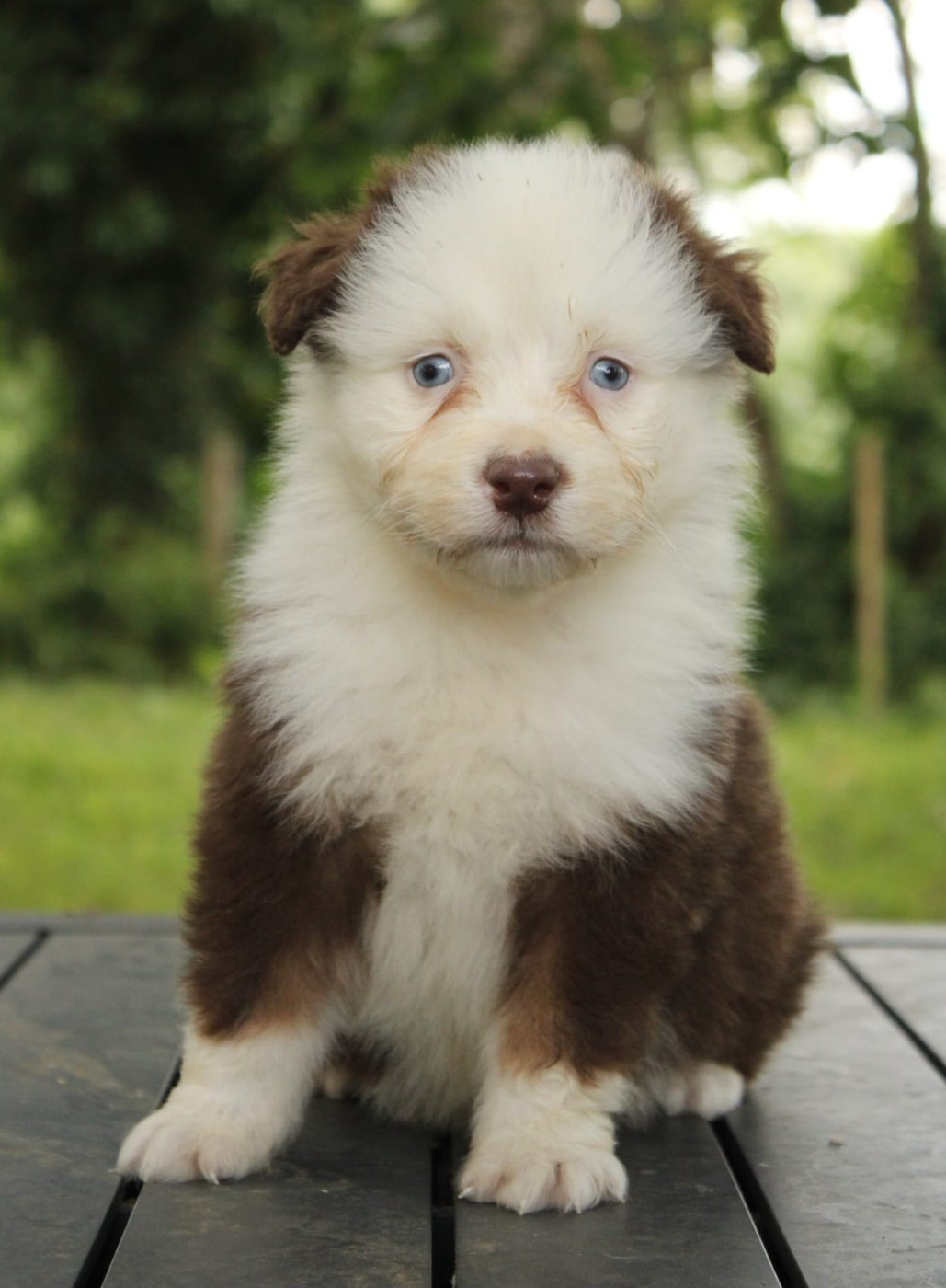 Du Domaine Du Clos Australien - Chiots disponibles - Berger Australien