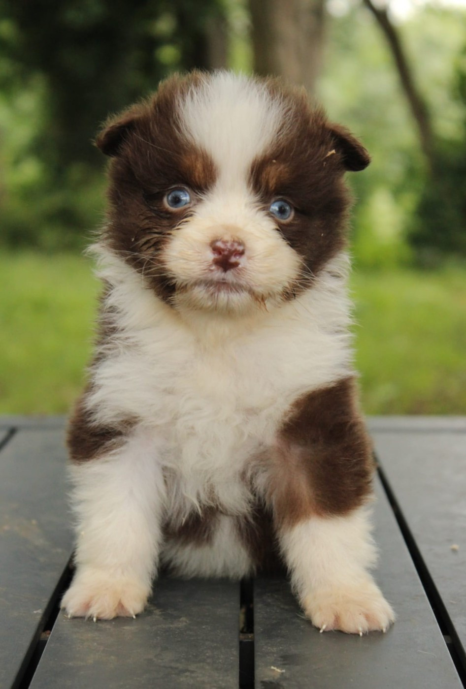 Du Domaine Du Clos Australien - Chiots disponibles - Berger Australien