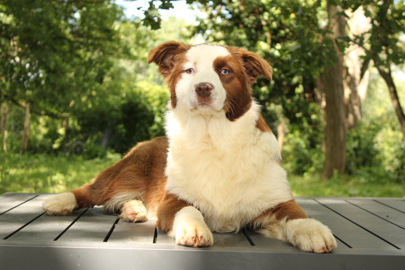 Du Domaine Du Clos Australien - Chiots disponibles - Berger Australien