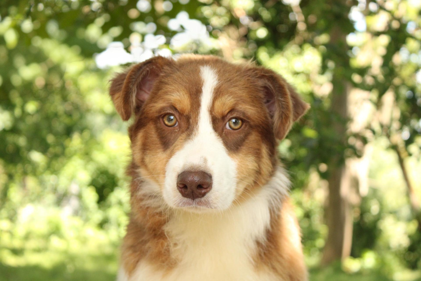 Du Domaine Du Clos Australien - Chiots disponibles - Berger Australien