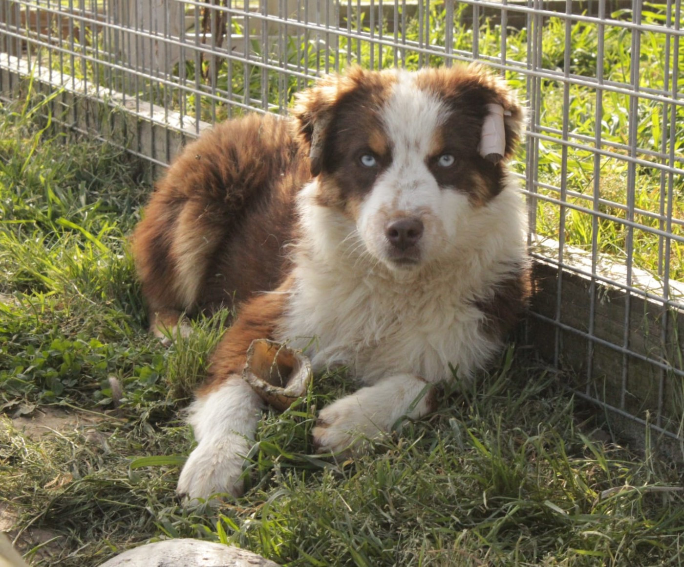 Du Domaine Du Clos Australien - Chiots disponibles - Berger Américain Miniature 