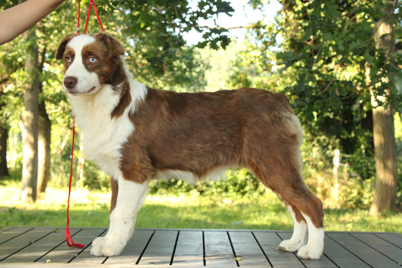 Du Domaine Du Clos Australien - Chiots disponibles - Berger Australien