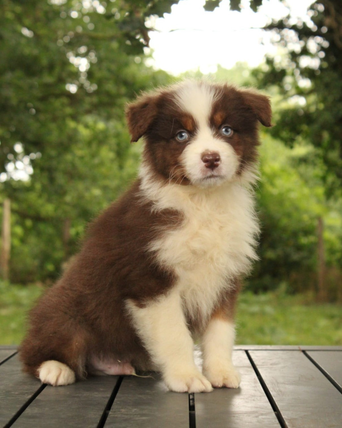 Du Domaine Du Clos Australien - Chiots disponibles - Berger Australien