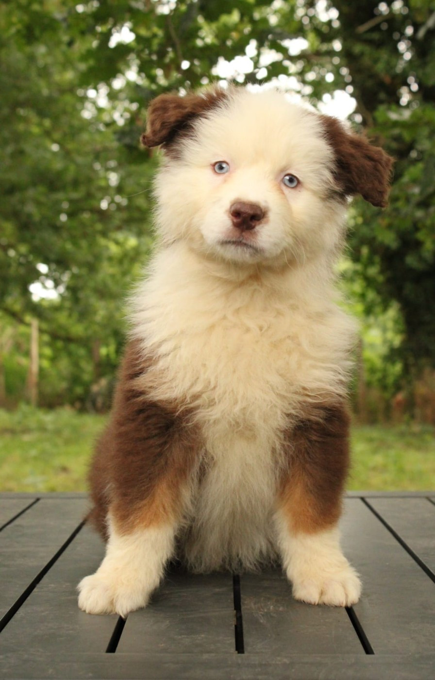 Du Domaine Du Clos Australien - Chiots disponibles - Berger Australien