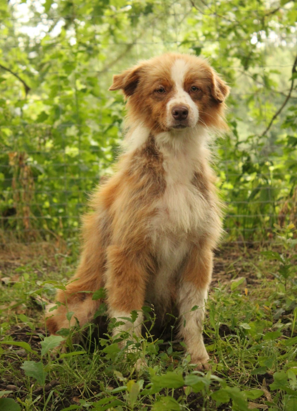 Du Domaine Du Clos Australien - Chiots disponibles - Berger Australien