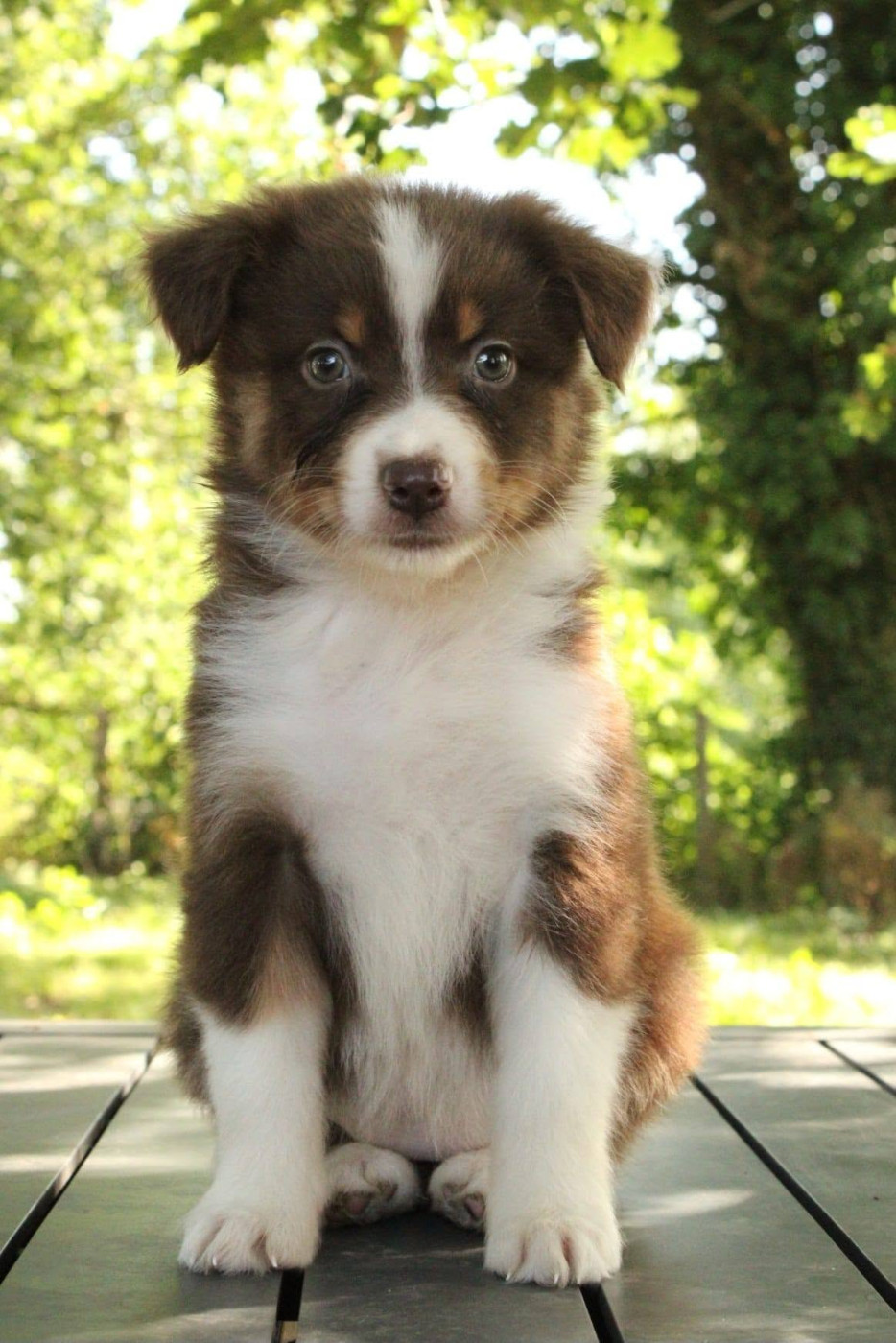 Du Domaine Du Clos Australien - Chiots disponibles - Berger Australien