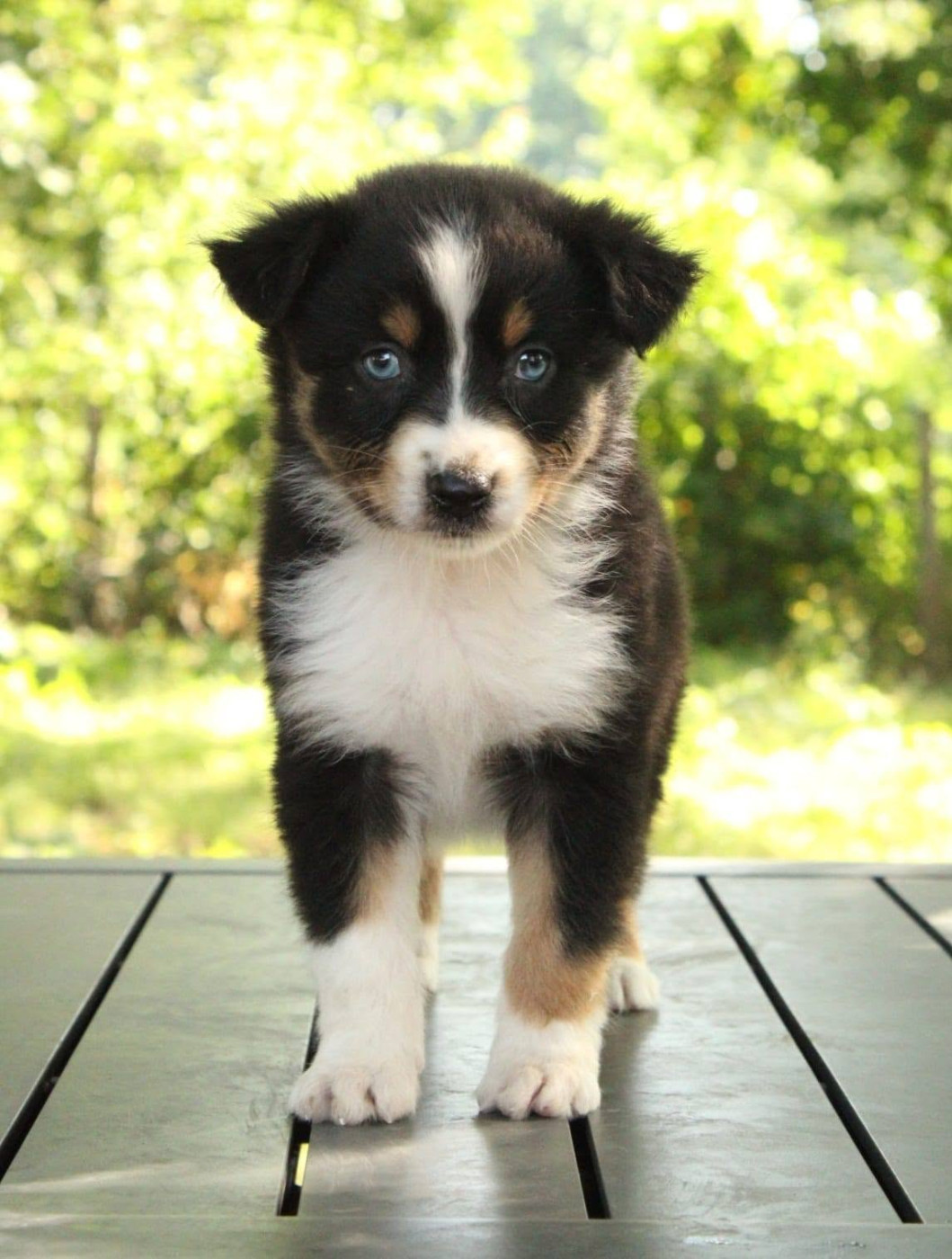Du Domaine Du Clos Australien - Chiots disponibles - Berger Australien