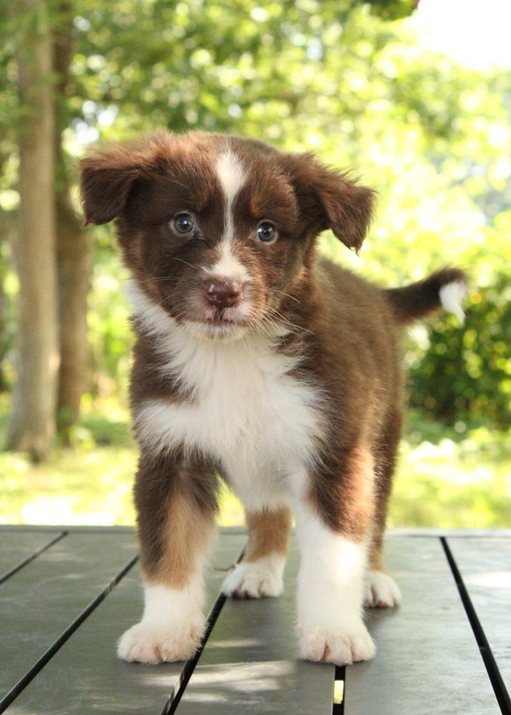 Du Domaine Du Clos Australien - Chiots disponibles - Berger Australien