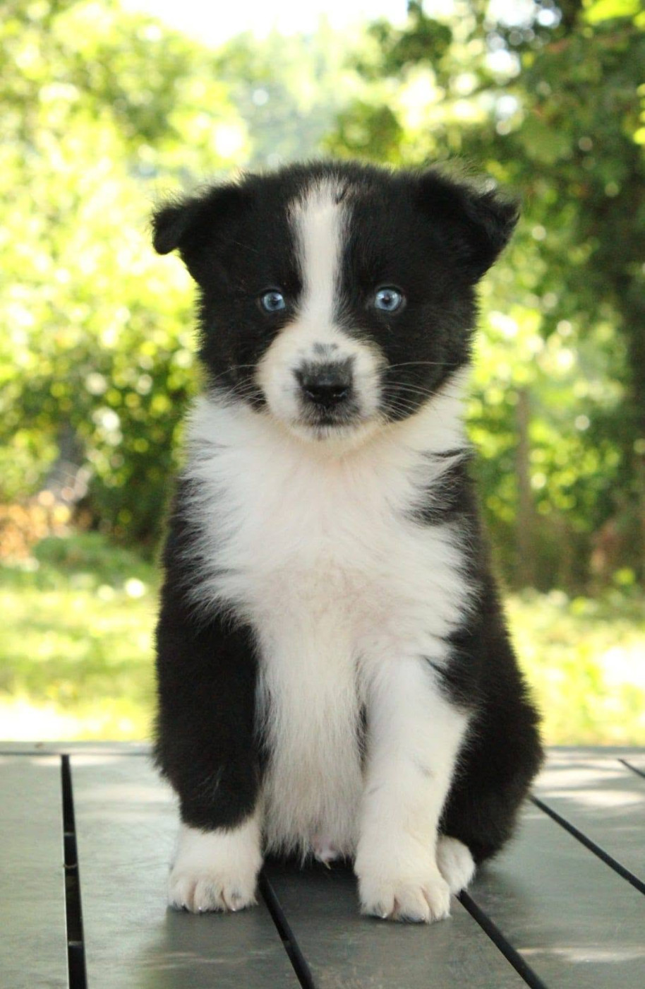 Du Domaine Du Clos Australien - Chiots disponibles - Berger Australien