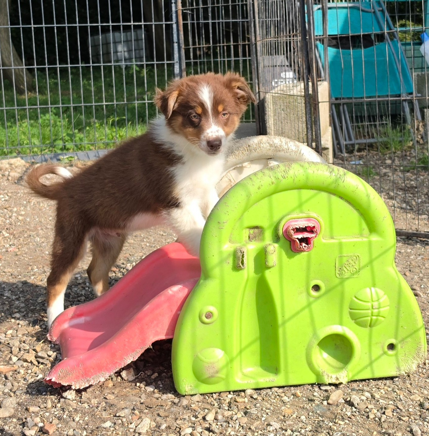 Du Domaine Du Clos Australien - Chiots disponibles - Berger Australien