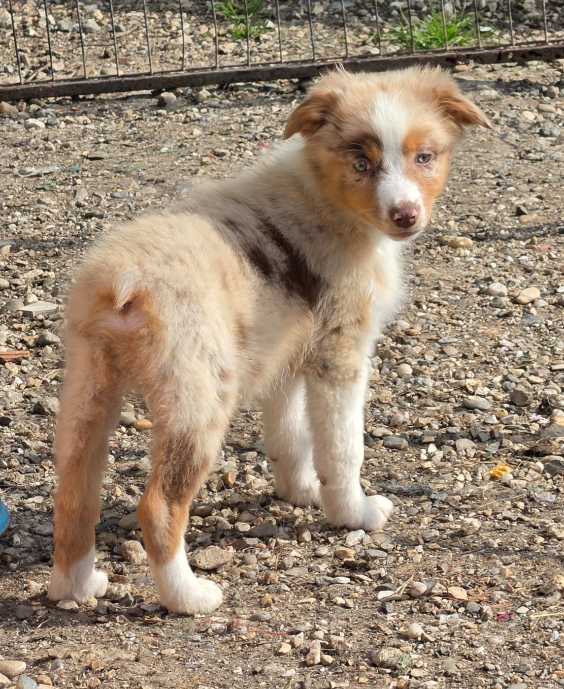 Du Domaine Du Clos Australien - Chiots disponibles - Berger Australien