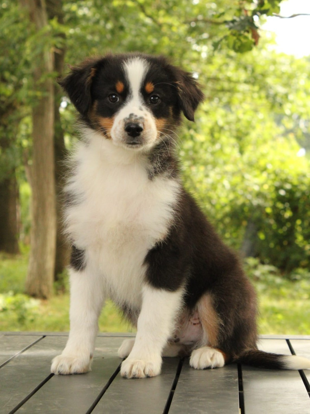 Du Domaine Du Clos Australien - Chiots disponibles - Berger Australien