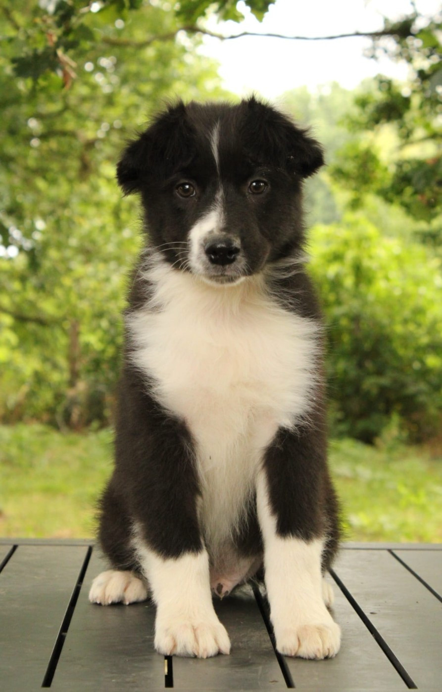 Du Domaine Du Clos Australien - Chiots disponibles - Berger Australien