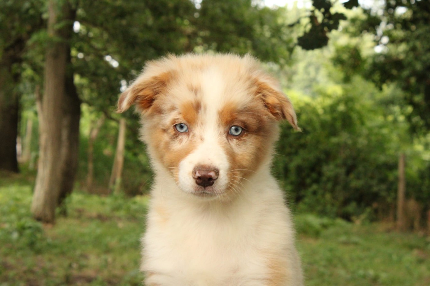 Du Domaine Du Clos Australien - Chiots disponibles - Berger Australien