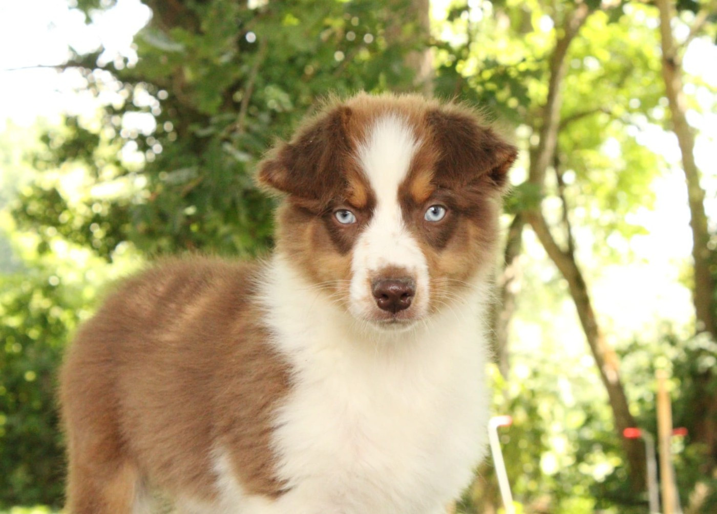 Du Domaine Du Clos Australien - Chiots disponibles - Berger Australien
