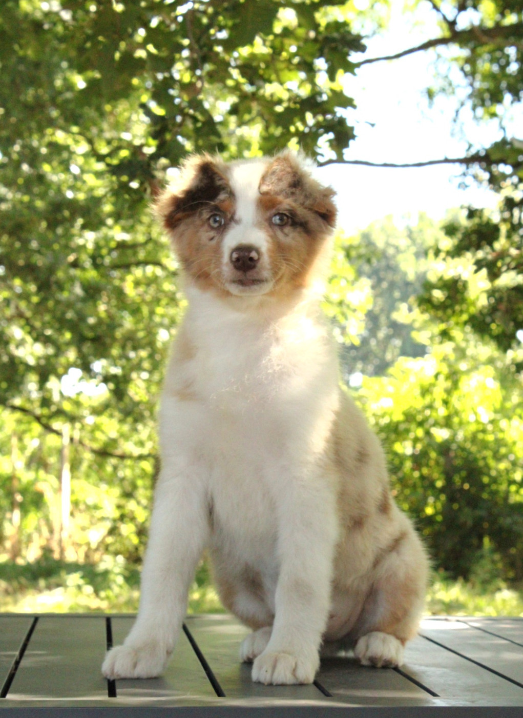 Du Domaine Du Clos Australien - Chiots disponibles - Berger Australien