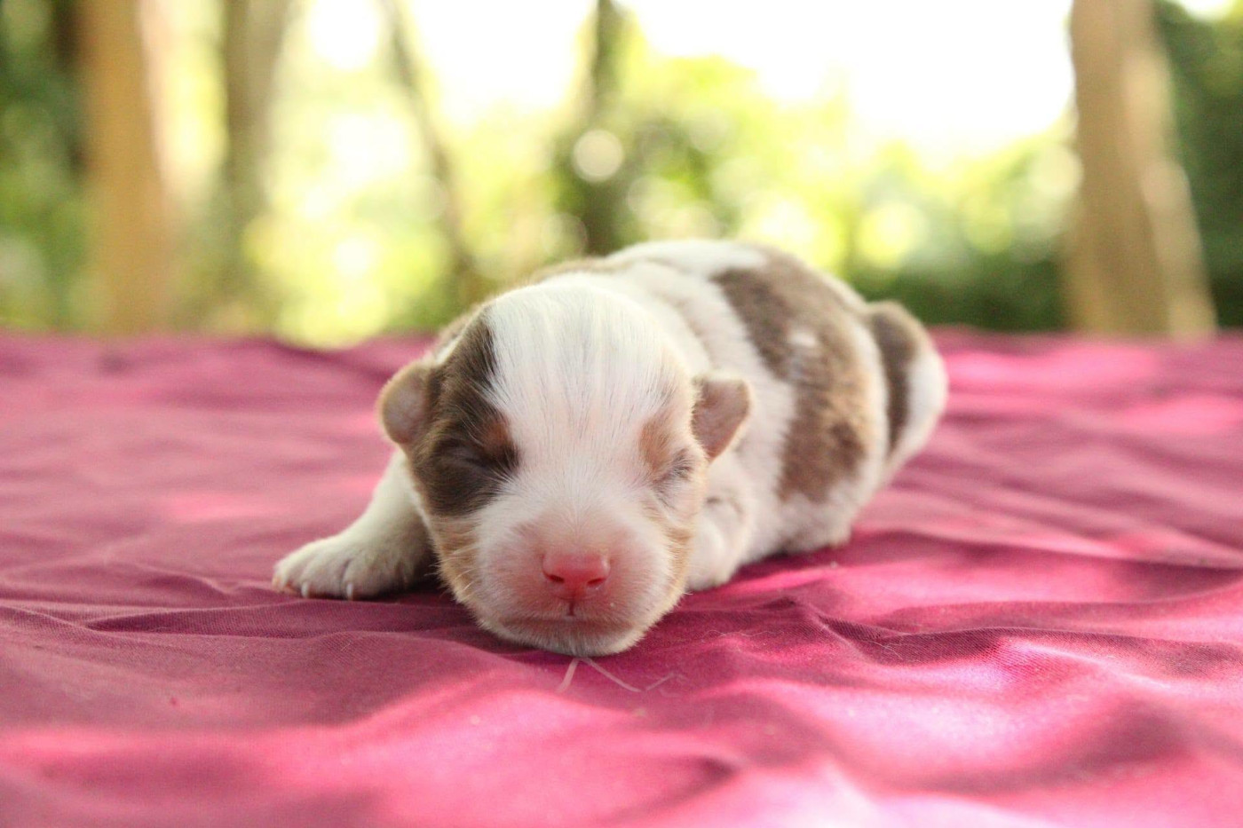 Du Domaine Du Clos Australien - Chiots disponibles - Berger Américain Miniature 