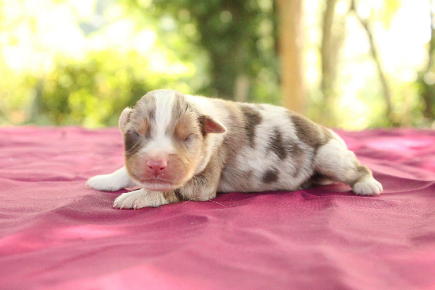 Du Domaine Du Clos Australien - Chiots disponibles - Berger Américain Miniature 