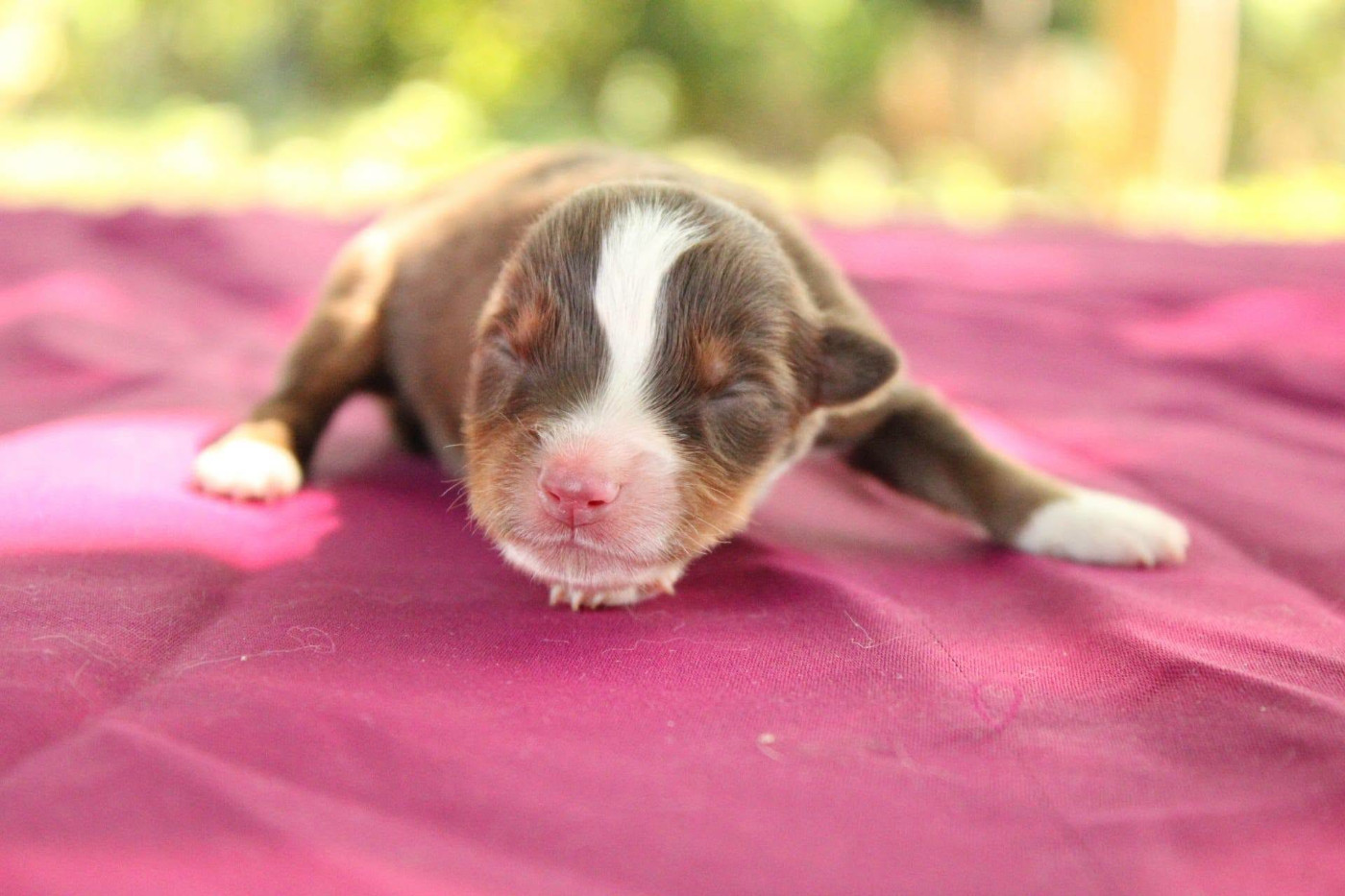 Du Domaine Du Clos Australien - Chiots disponibles - Berger Américain Miniature 