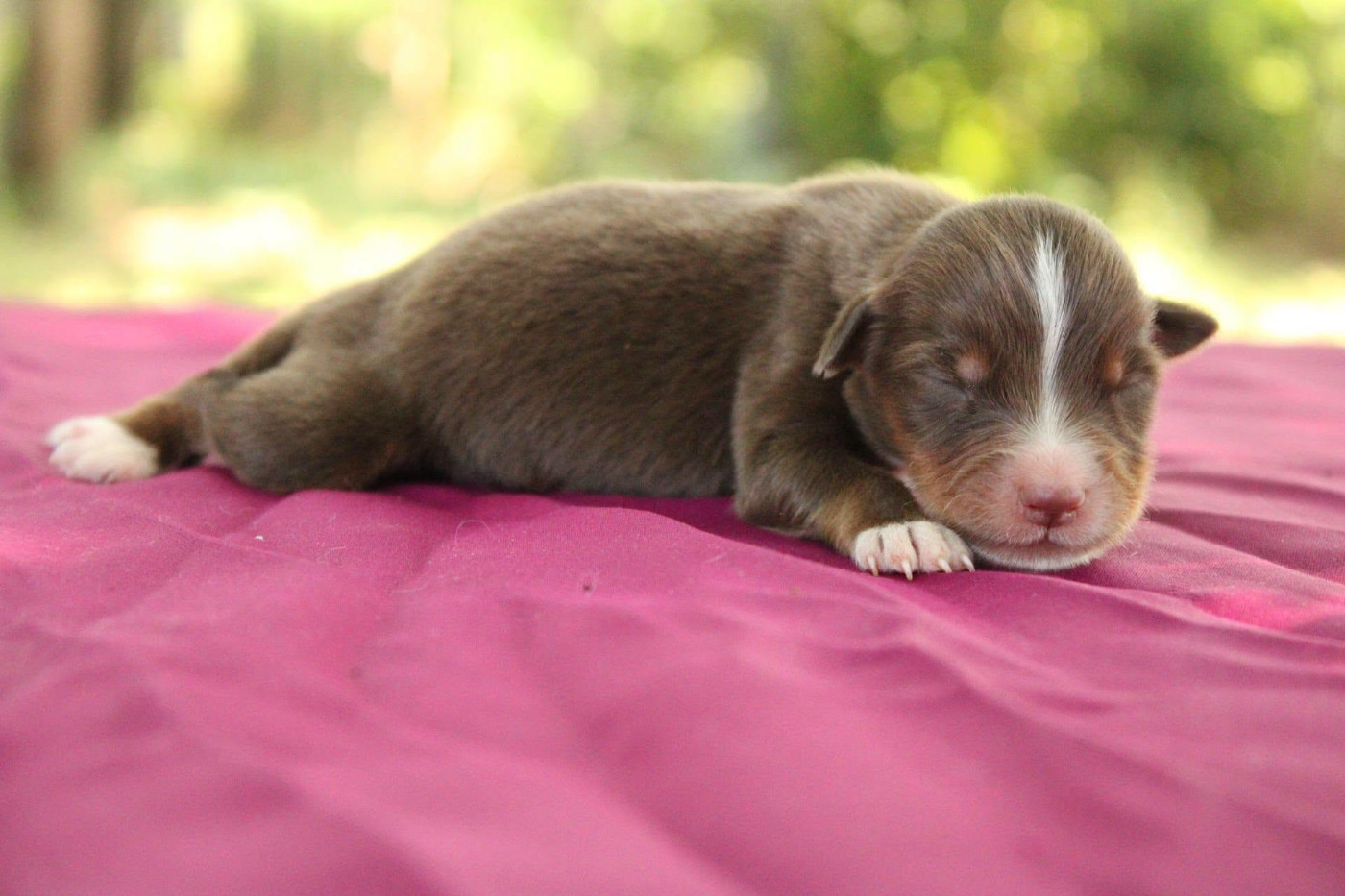 Du Domaine Du Clos Australien - Chiots disponibles - Berger Américain Miniature 