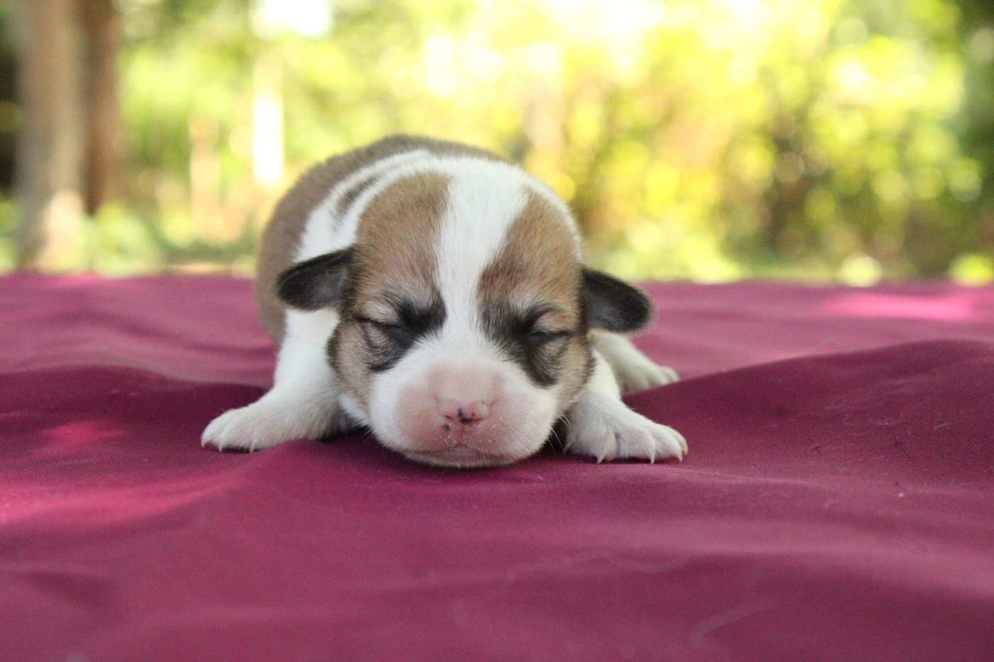Du Domaine Du Clos Australien - Chiots disponibles - Welsh Corgi Pembroke