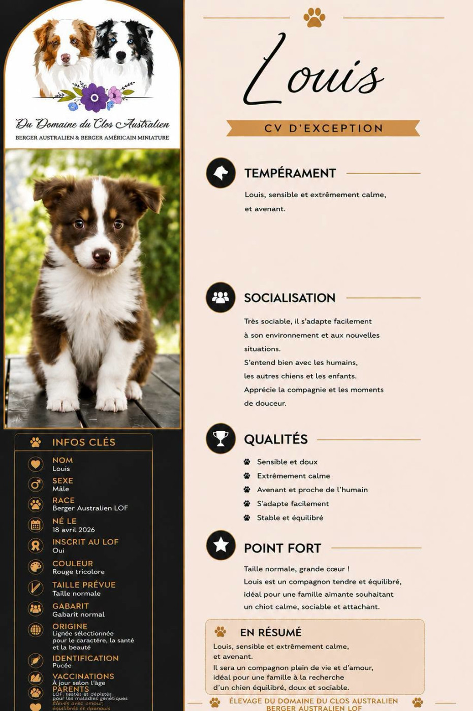 Du Domaine Du Clos Australien - Chiots disponibles - Berger Australien