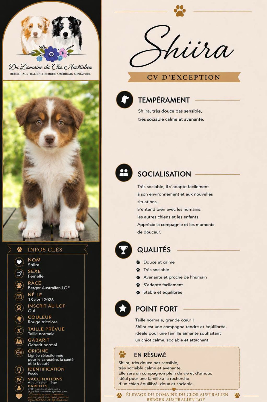 Du Domaine Du Clos Australien - Chiots disponibles - Berger Australien