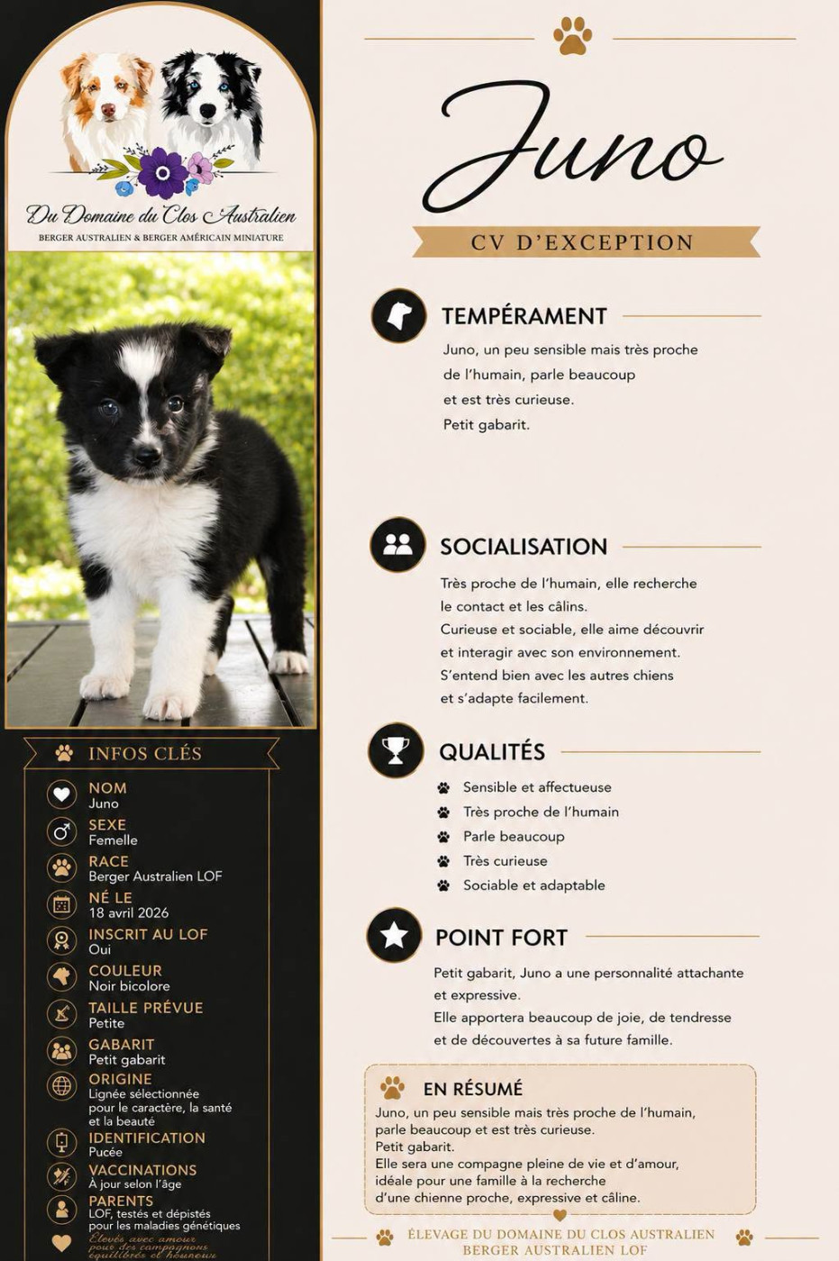 Du Domaine Du Clos Australien - Chiots disponibles - Berger Australien