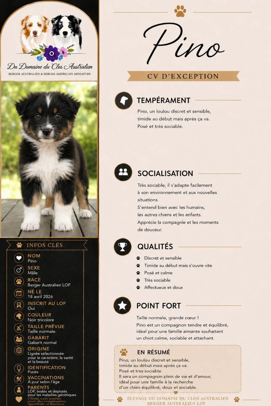 Du Domaine Du Clos Australien - Chiots disponibles - Berger Australien