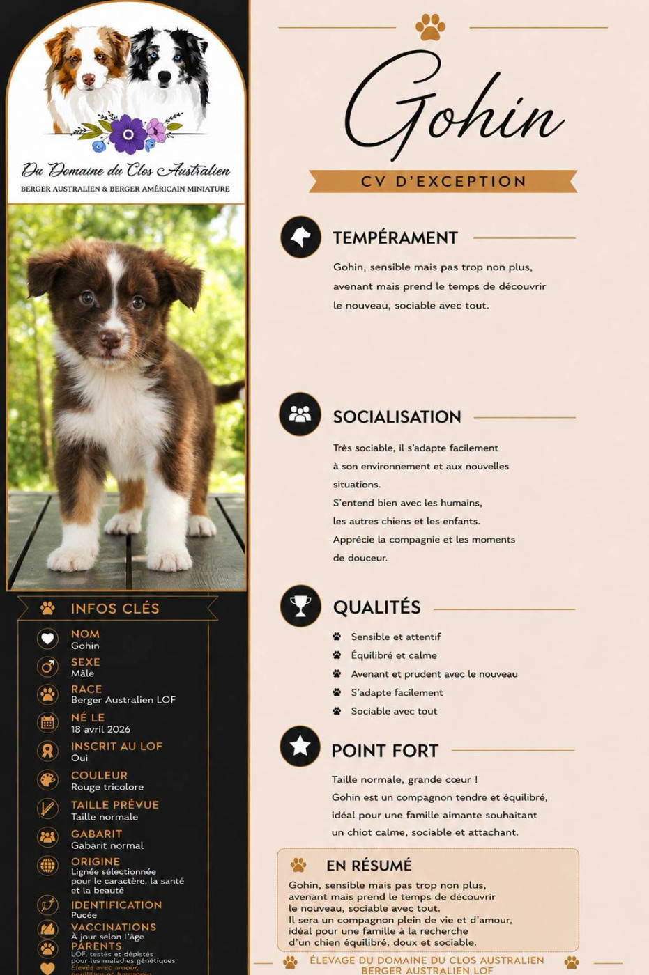 Du Domaine Du Clos Australien - Chiots disponibles - Berger Australien