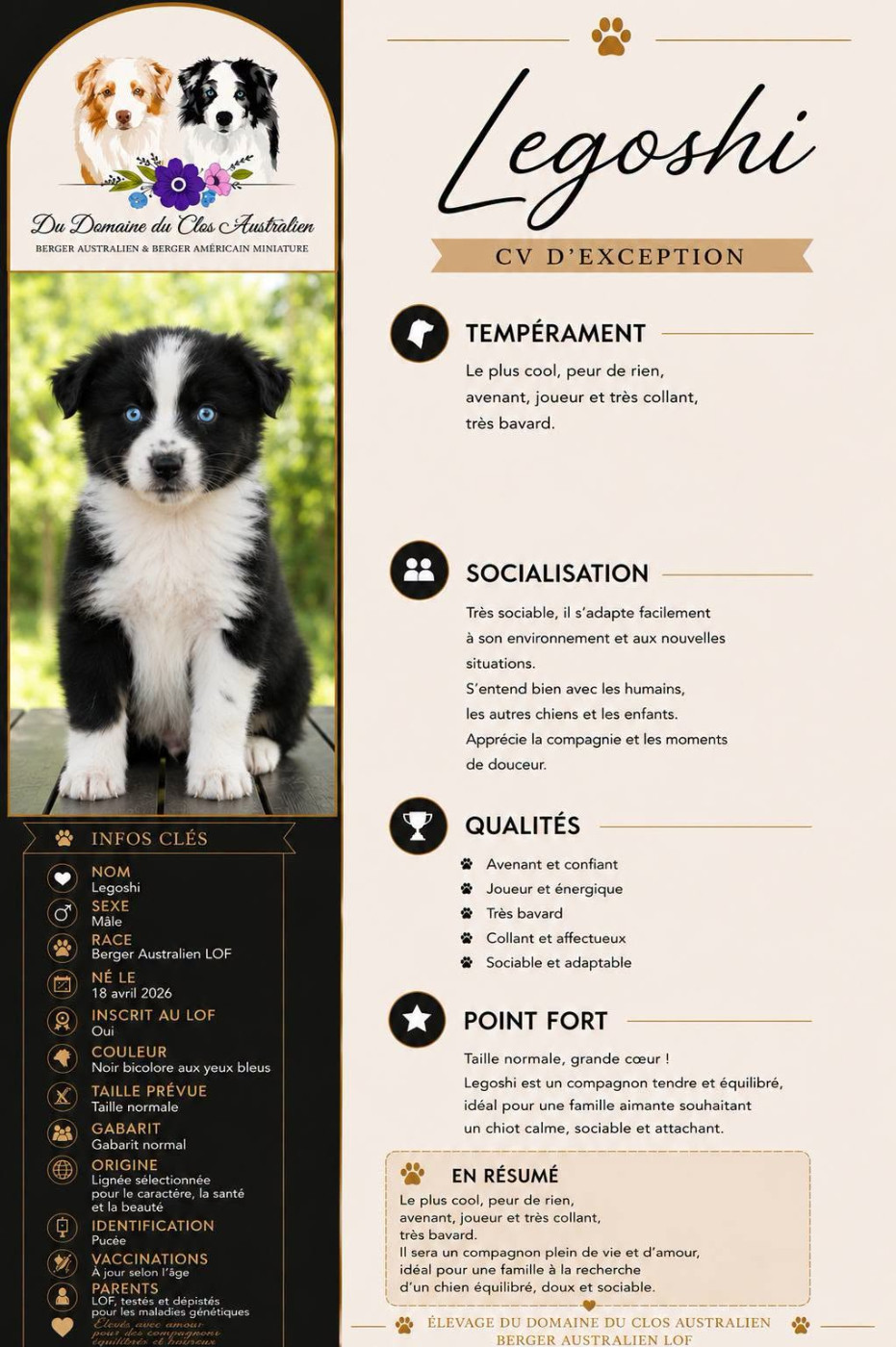 Du Domaine Du Clos Australien - Chiots disponibles - Berger Australien