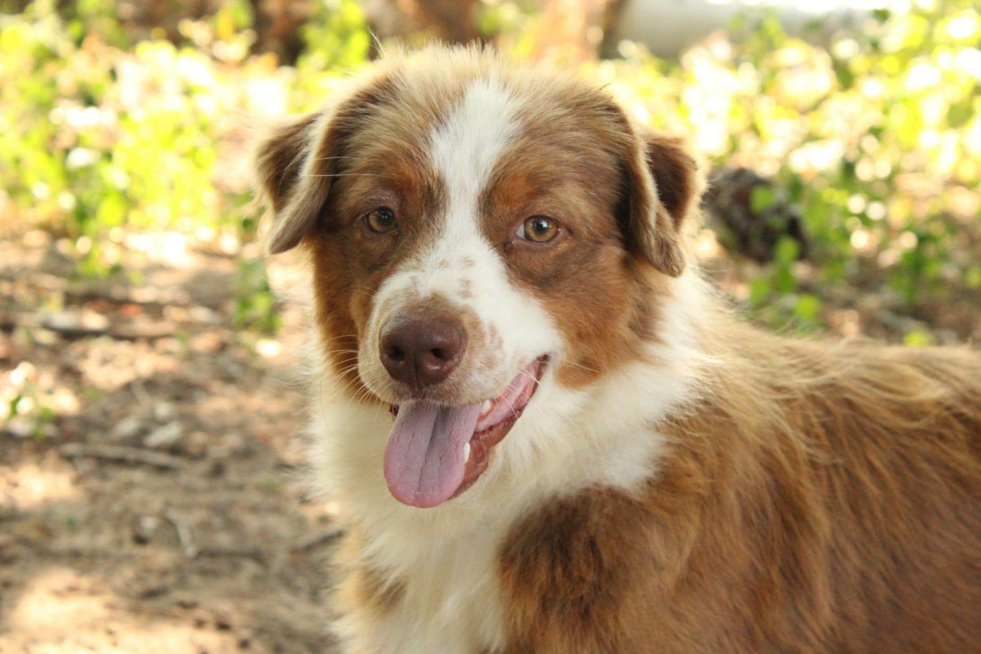 Du Domaine Du Clos Australien - Chiots disponibles - Berger Australien