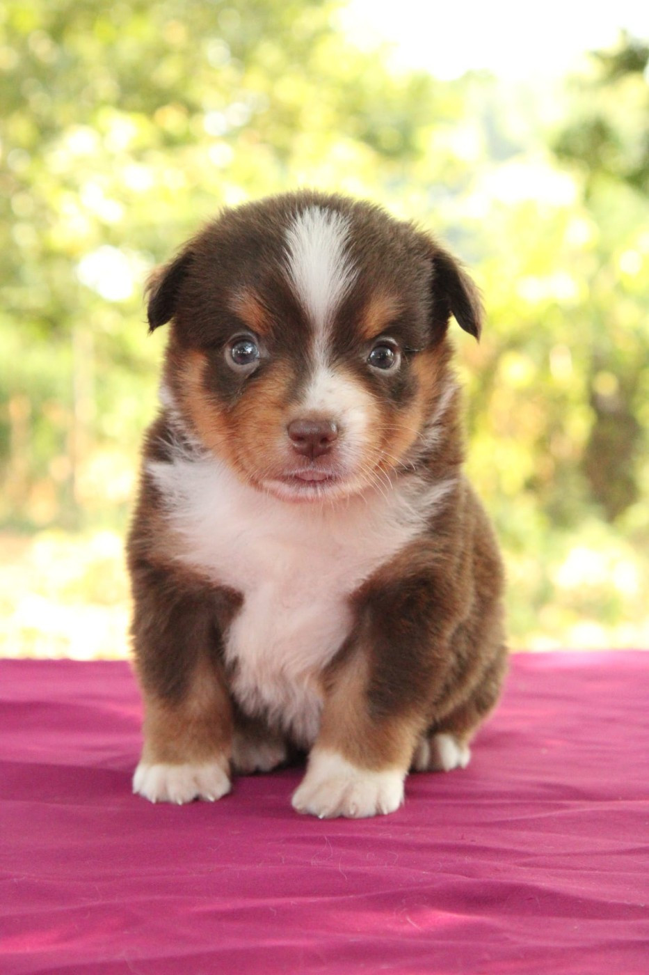 Du Domaine Du Clos Australien - Chiots disponibles - Berger Américain Miniature 