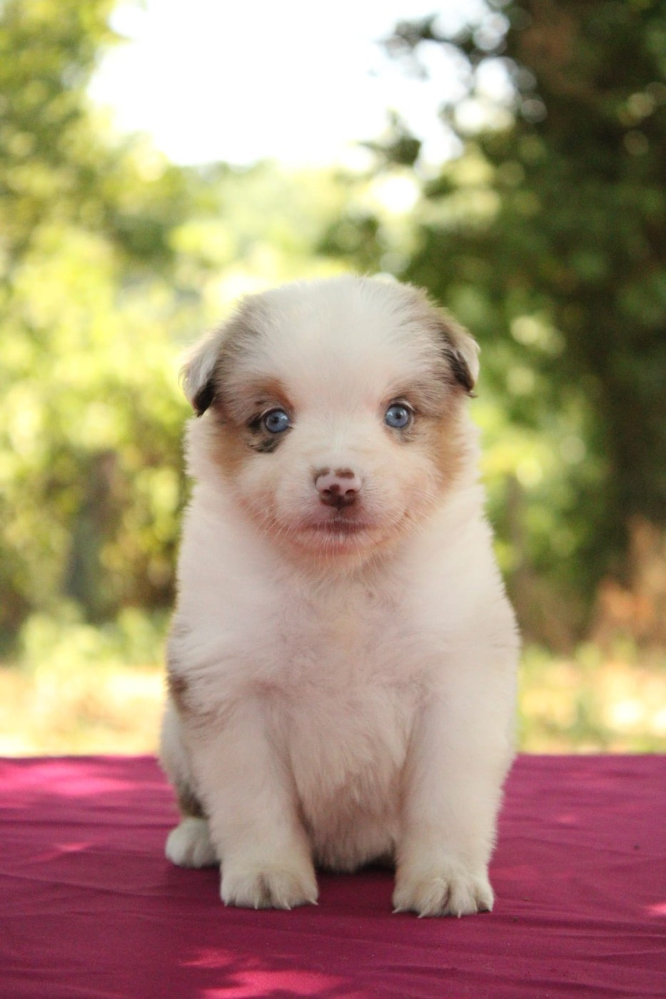 Du Domaine Du Clos Australien - Chiots disponibles - Berger Américain Miniature 
