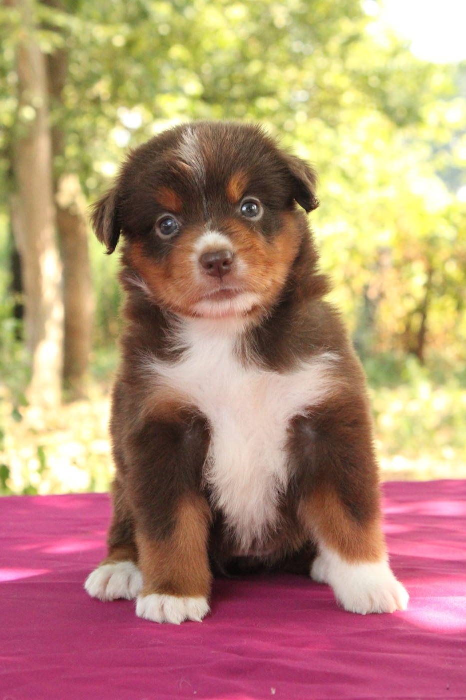 Du Domaine Du Clos Australien - Chiots disponibles - Berger Américain Miniature 