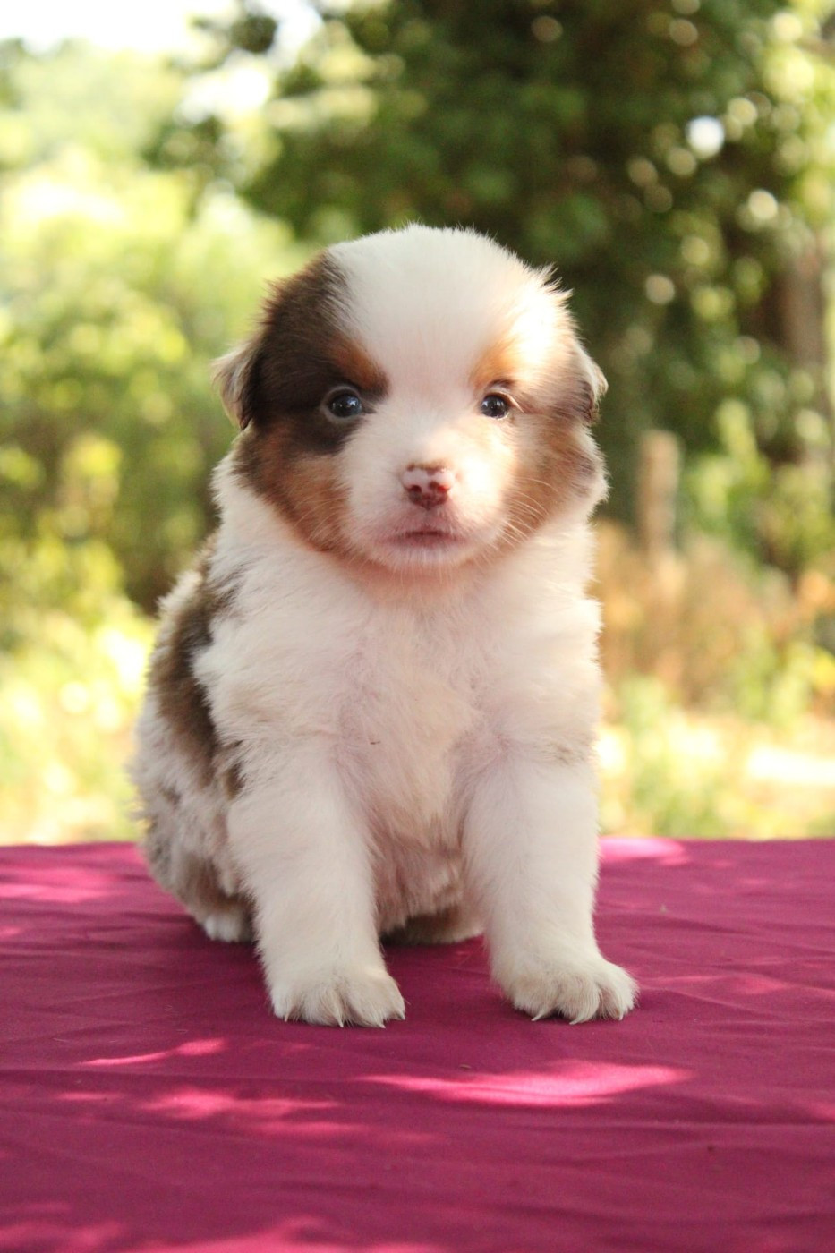 Du Domaine Du Clos Australien - Chiots disponibles - Berger Américain Miniature 